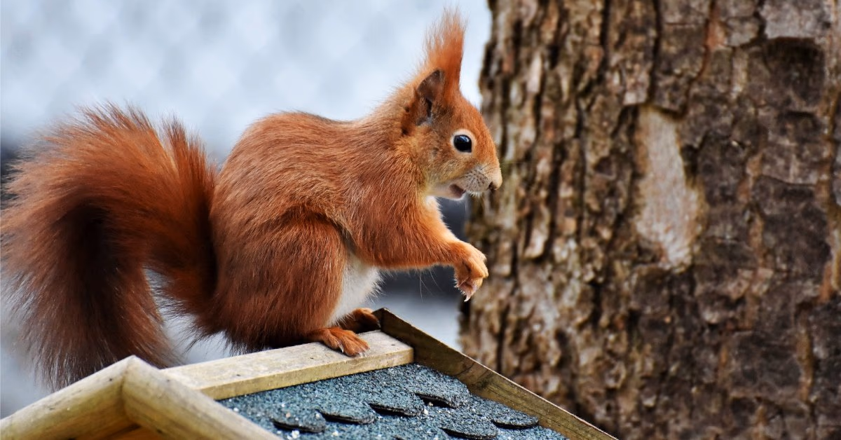 Rotes Eichhörnchen auf einem Holzkasten an einem Baumstamm