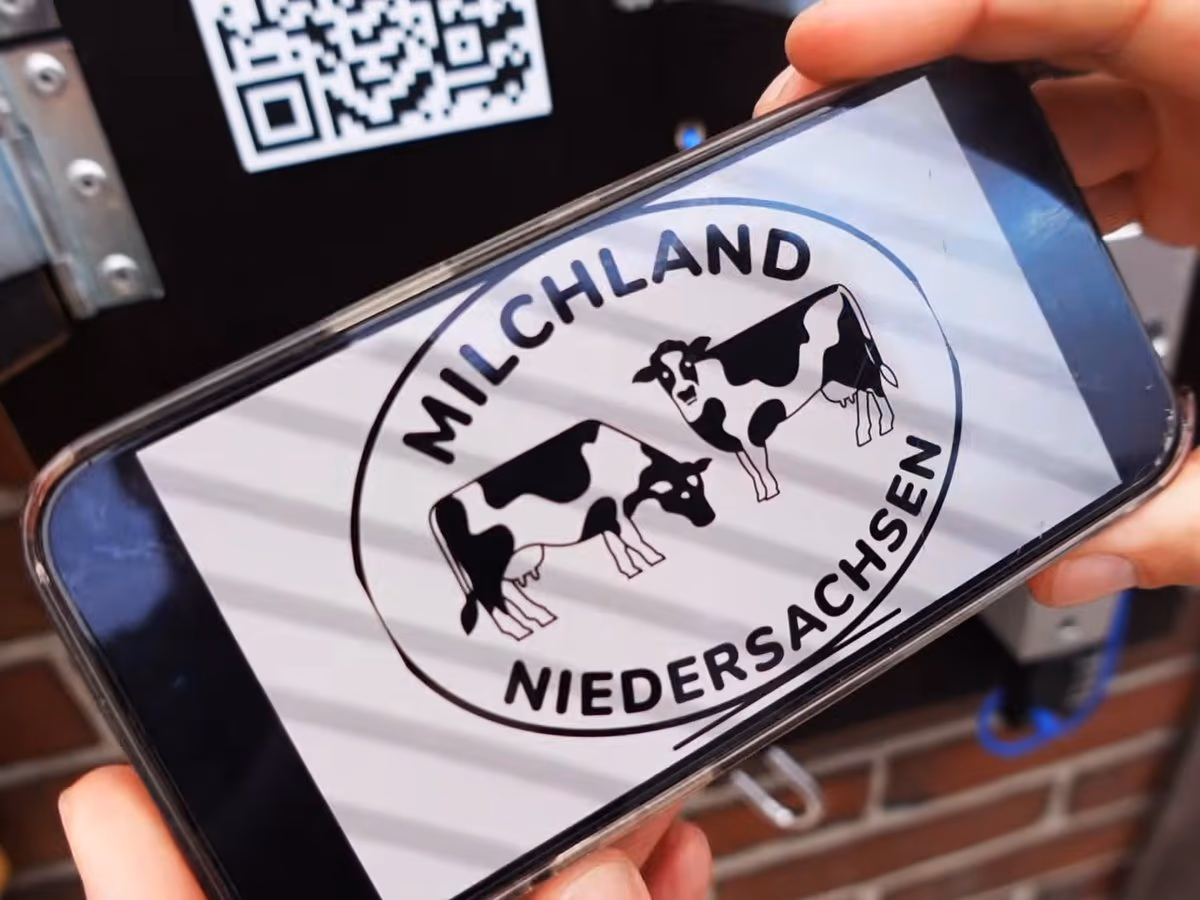 Das Kuh-Video-Rätsel läuft auf dem eigenen Handy