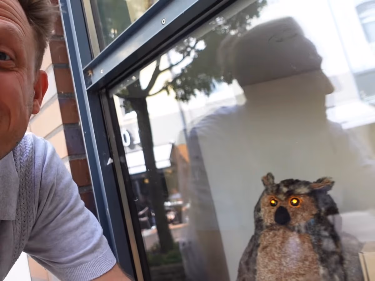 Die blinkende Eule im Schaufenster, das Wahrzeichen der Stadt